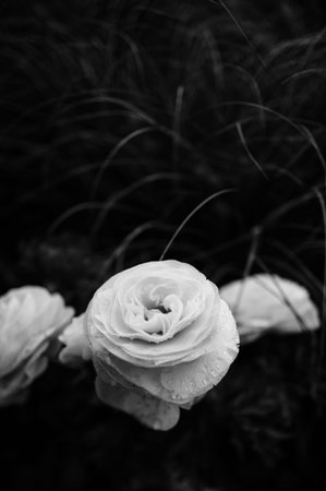 Black and white ranunculus from the family Ranunculaceae detailed photo macro close-up with...