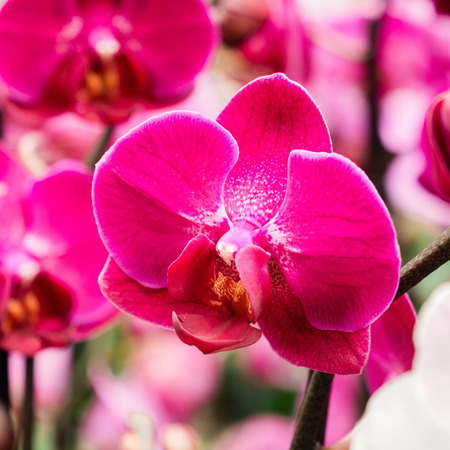 Beautiful orchid flower close-up in florist store square imageの写真素材