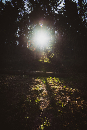 Sunlight rays passing through the dark pines trees in Vosges mountains forestの写真素材