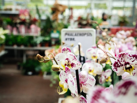 Pots with red and white fresh Orchid flower from the Orchidaceae family close-up in modern florist storeの写真素材
