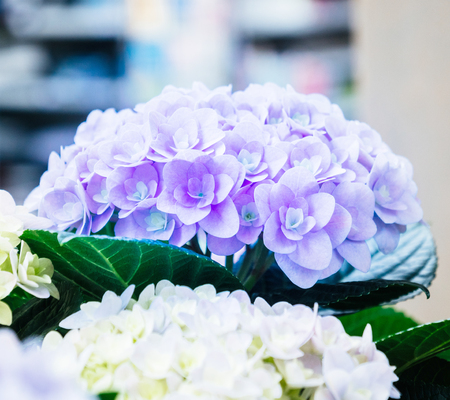 Macro detail of vilet hydrangea named also as hortensia is a genus of 70-75 species of flowering plants native to southern and eastern Asiaの写真素材
