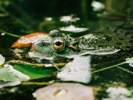 Side view of frog with detailed close-up of the eye in rainforest - animal protection and environmental conservationの写真素材