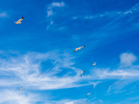 Defocused seagulls flying above with Dutch clear blue sky and scattered clouds