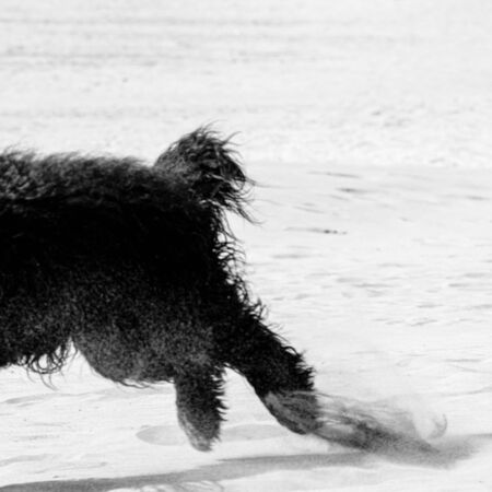 Rear feets of Black Cocker Spaniel dog having fun at the sand beach in IJmuiden Santpoort Zuid, Netherlandsの写真素材