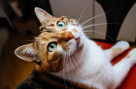 View from above of curious beautiful cat pet with big moustaches whiskers - funny fluffy curiosity lookの写真素材