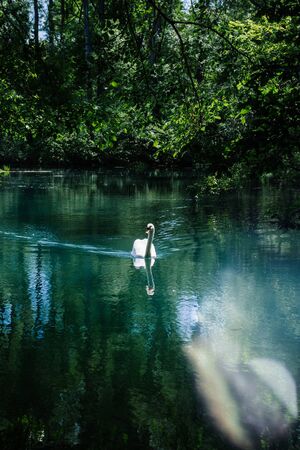 Vertical image of beautiful elegant swan on the calm river lakeの写真素材
