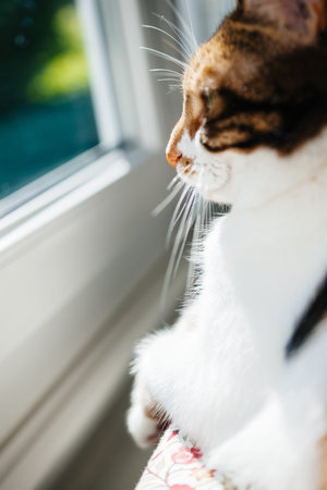 Side view of curious cat looking through the window
