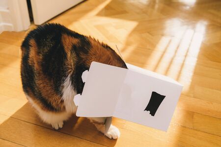 Funny cute cat playing with an open box on the wooden parquet floor - searching the interior of the cardboardの写真素材