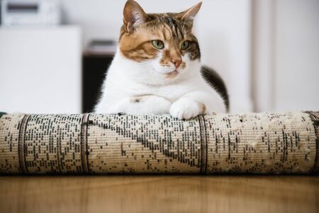 Cute serious cat sitting with smart serious face on the floor carpetの写真素材