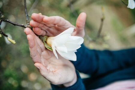 Woman holding in palms beautiful white magnolia flower in green spring parkの写真素材