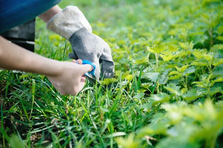 Side view of woman hands harvesting common nettle vivid green fresh in spring forest for medical and food useの写真素材