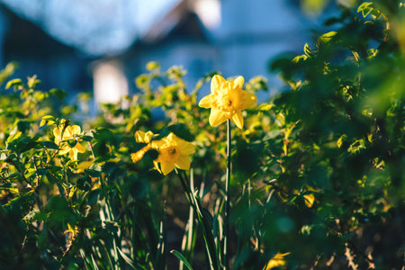 Two narcissus daffodils flower in bloom against defocused blur background in park