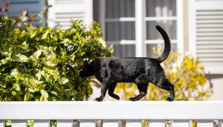 Sweet young fit elegant black cat walking on a white fence sunny weather - house window in...
