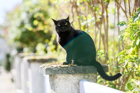 elegant black cat resting on a stone sunny weather - impressive yellow eyesの写真素材