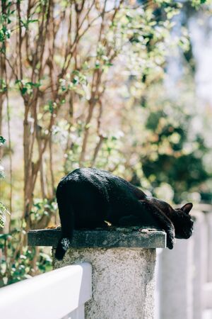 Seeking for love beautiful elegant black cat resting on a stone sunny weatherの写真素材
