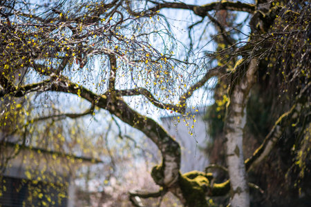 Japanese birch tree in bloom with multiple ready to explode leaf buds