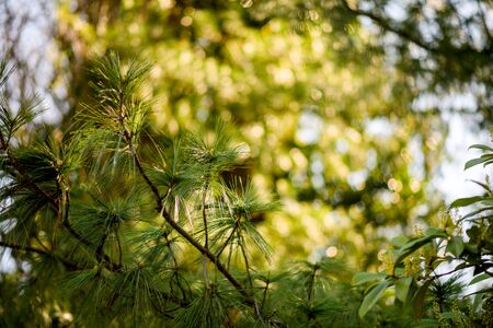 Close-up macro detail of fluffy pine tree branch with multiple needlesの写真素材