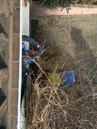 Overhead view of young woman cutting wisteria plant with secator shears on the house spring preparationの写真素材