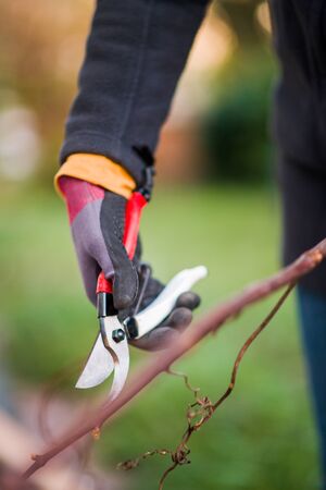 Side view of woman using secateurs for wine branch wearing protection gardening gloves warm summer tonesの写真素材
