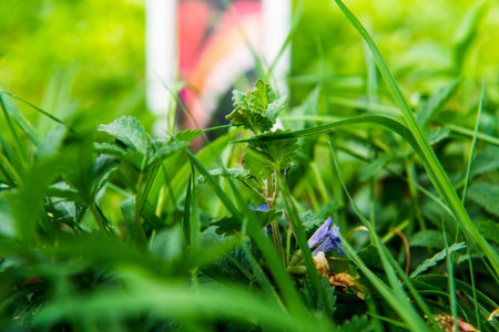 Macro grass in green spring garden fresh background