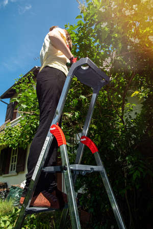 Paris, France - May 8, 2020: Low angle view of a woman working in garden cutting pruning tree - raised on the Hailo German professional ladderのeditorial素材