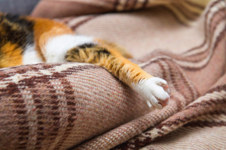 Close-up macro shot of a cat leg relaxed dreaming on the classic British patterned quilt