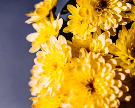 macro close-up of Elegant yellow Chrysanthemum mums flowersの写真素材