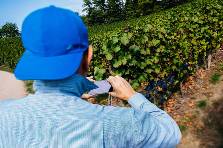 Rear view of trendy senior male owner of vineyard taking photographs of his domain with blue fresh...