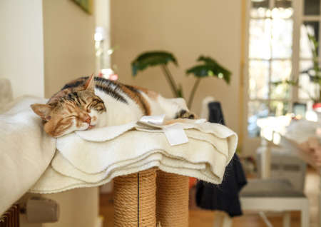 Cute beautiful cat sleeping on her cat tree with large sun lit room background - concept of peace and serenity calmness zenのeditorial素材