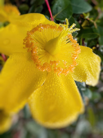 Beautiful yellow flower in bloom covered with thousands of dew drops