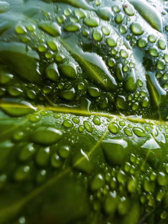 Water drops on the Prunus Laurocerasus vivid green