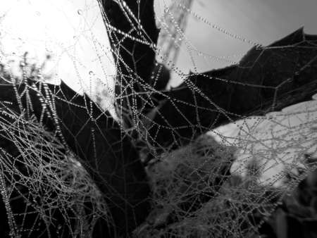 pider net covered with multiple dew drops early in the morningの写真素材