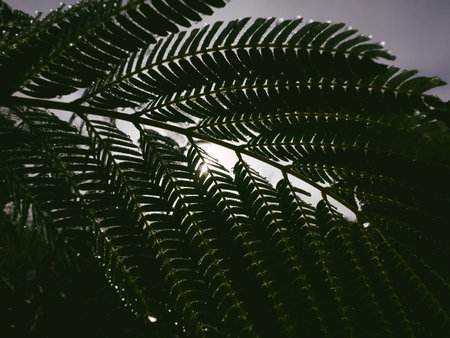 Morning dew drops on the branch of Jacaranda mimosifolia