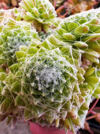 Sempervivum Arachnoideum plant close-upの写真素材
