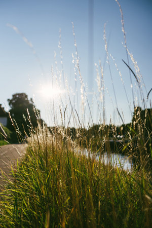 Sunrise seen through tall grass blades near a river