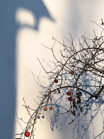 tree in winter with shadow on the white wall