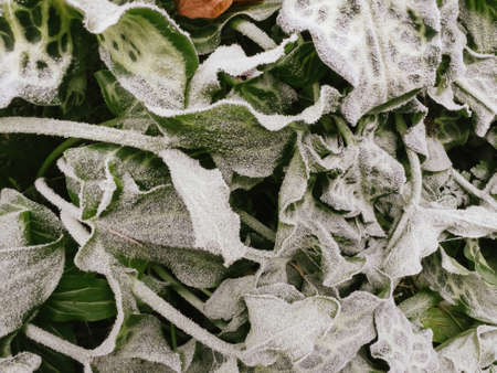 winter leaves frozen in the morningの写真素材