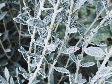 Leaves covered with frost blue color castの写真素材
