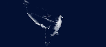 Pigeon silhouette in metaverse conceptual reality imagination virtual and real worldの写真素材
