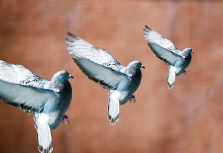 Stop-motion of pigeon silhouette gray pigeonの写真素材