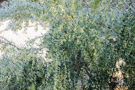 Olive tree bathing in Mediterranean sun with thousands of green olivesの写真素材
