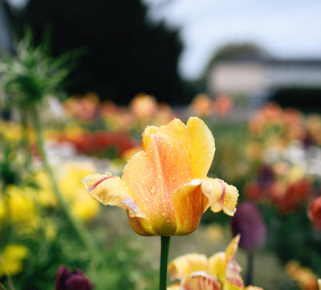 tulip flower in bloom covered with water drops
