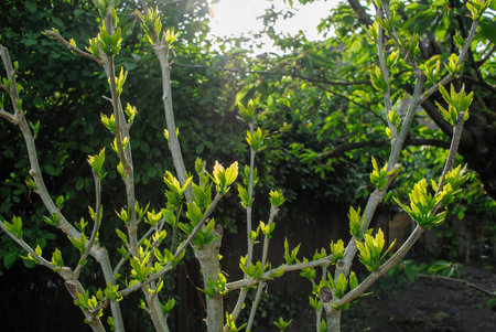 hibiscus flower branches with garden in background