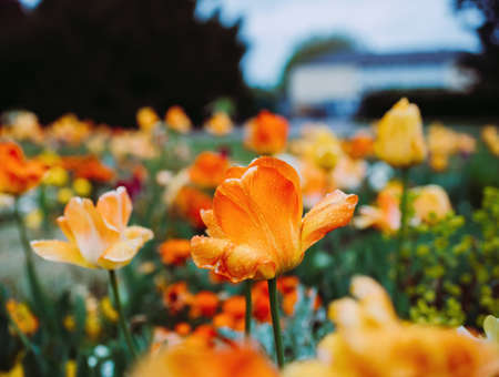 hundredss of tulips with focus on the center main flower covered with raindropsの写真素材