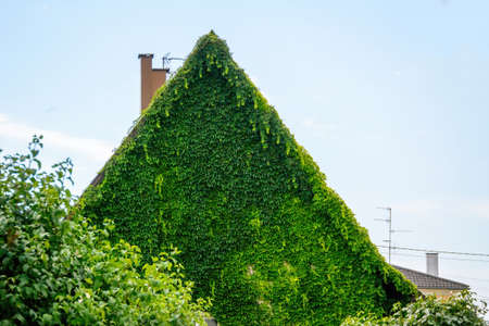 Covered with green foliage facade of house home in villageの写真素材