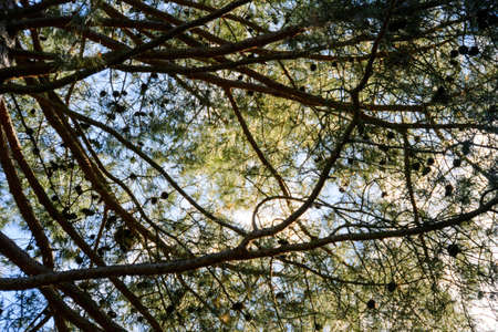 Multiple branches of pine tree view from below with multiple cones and clear blue sky in backgroundの写真素材