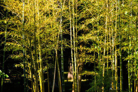 Bamboo forest at dusk with tall branchesの写真素材
