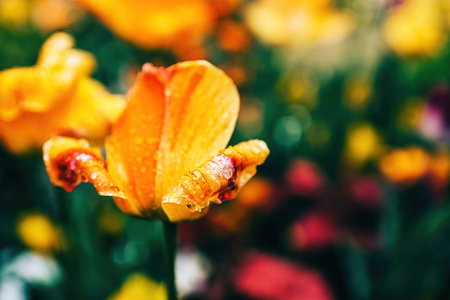 Close-up of tulip flowers in bloom early in the springの写真素材