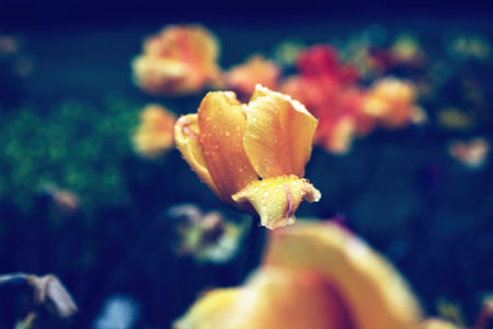 Close-up of tulip flowers in bloom early in the spring