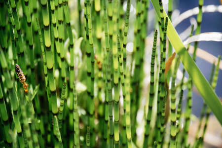 Close-up macro shot of Equisetum fluviatile, the water horsetail or swamp horsetail, is a vascular plant that commonly growsの写真素材